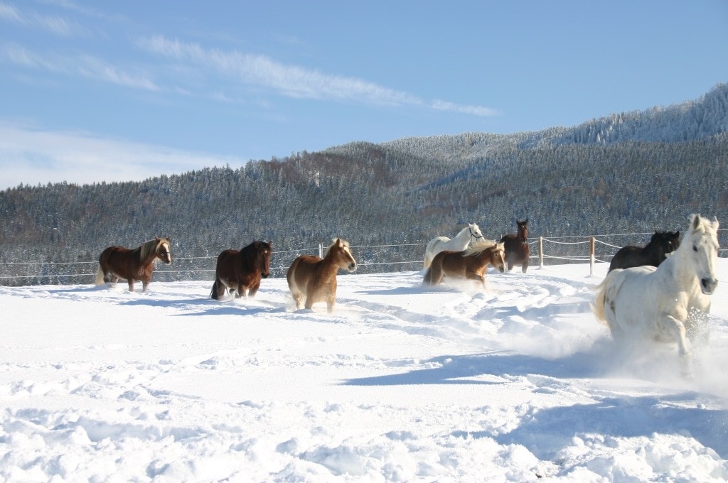 Pferde auf der Weide im Februar 2005