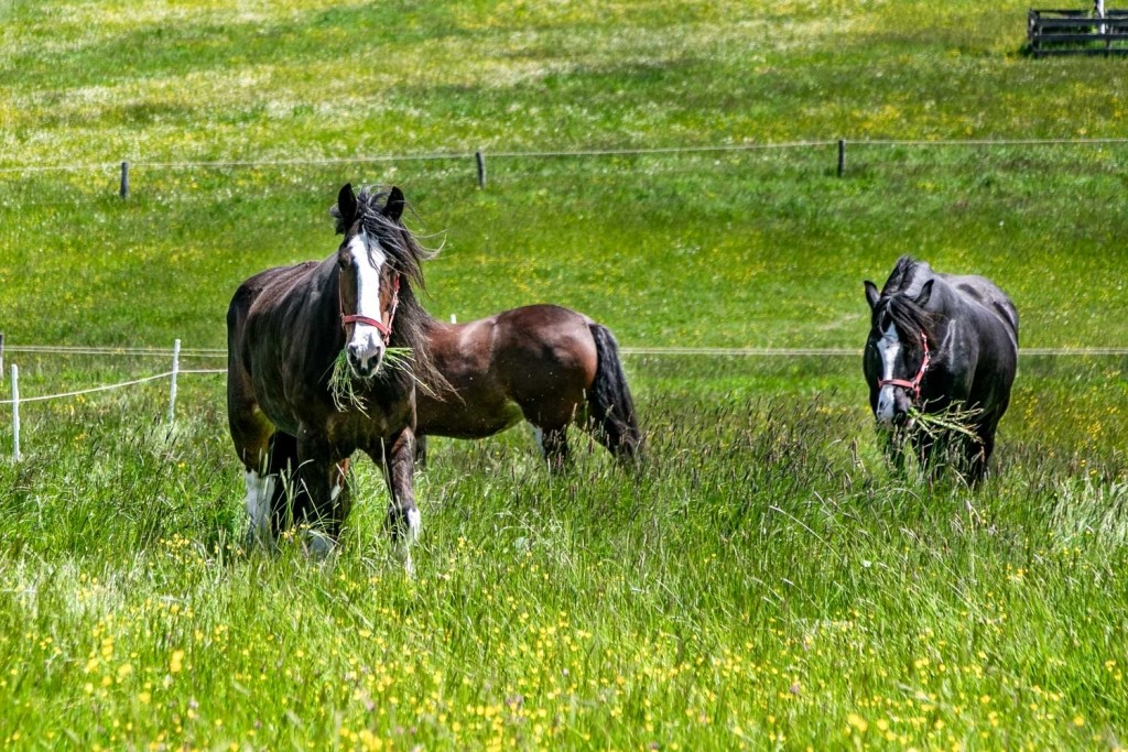 Weidegang_Shire-Horses_WEB