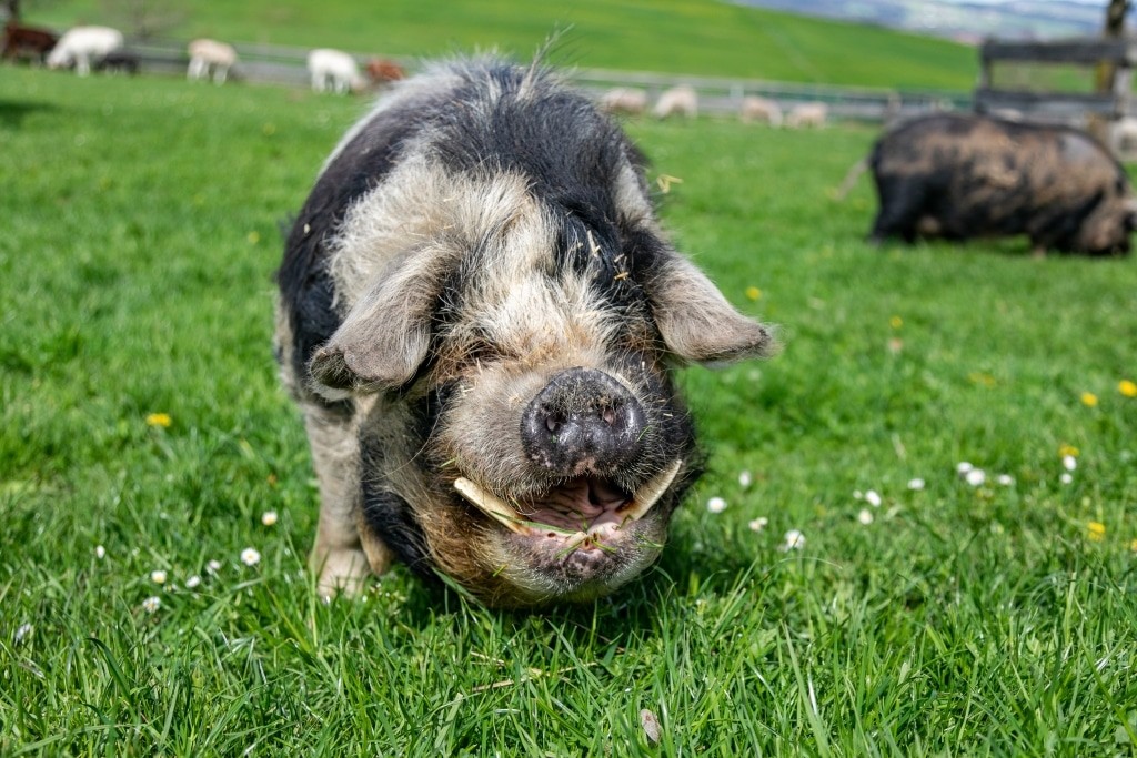 Kune Kune Schwein Casanova auf der Picknickwiese