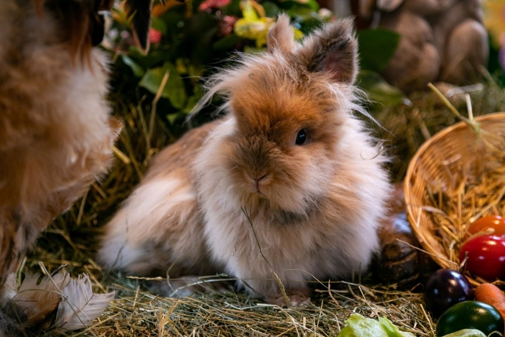 Our bunnies are also in Easter fever