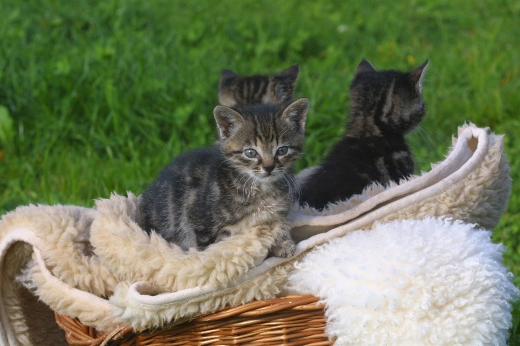 Kittens in Henndorf
