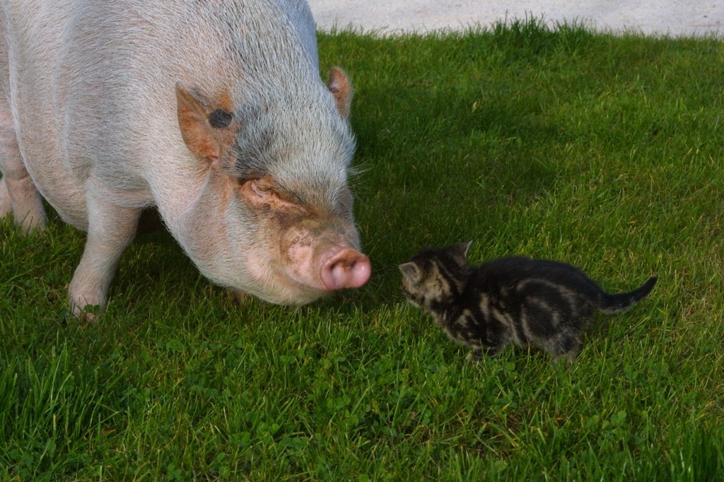 Schwein Biggy mit Katze