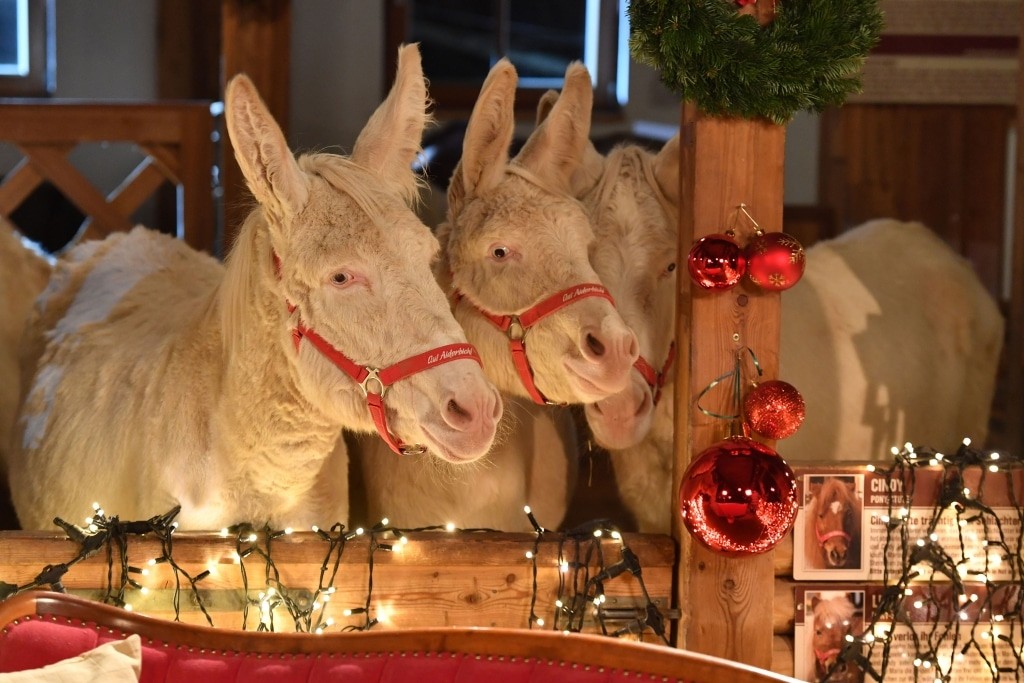 Unsere Barock-Esel freuen sich auf Weihnachten