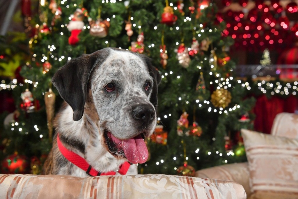Hund Bacharito in Weihnachtsstimmung