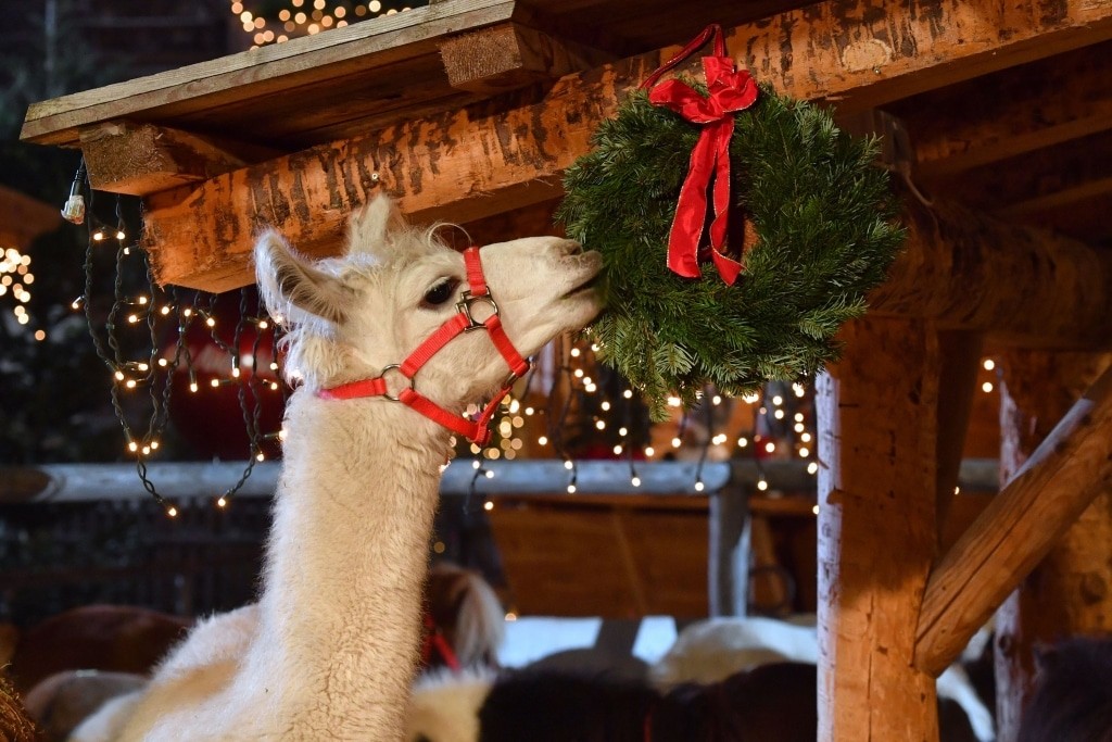 Lama Ernstl nibbles on a Christmas wreath