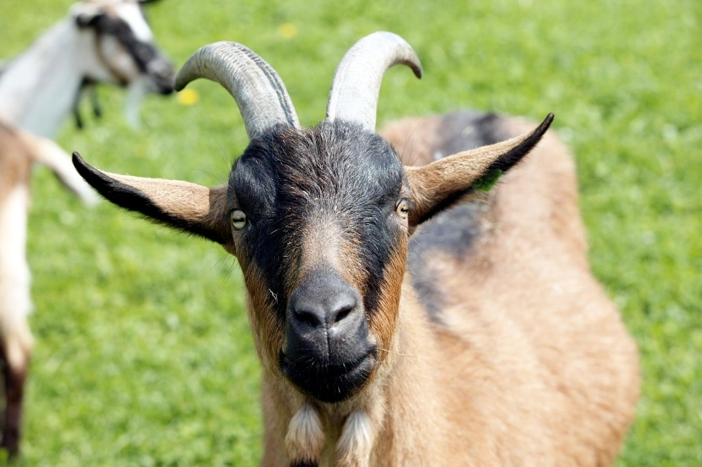 A goat in 2001