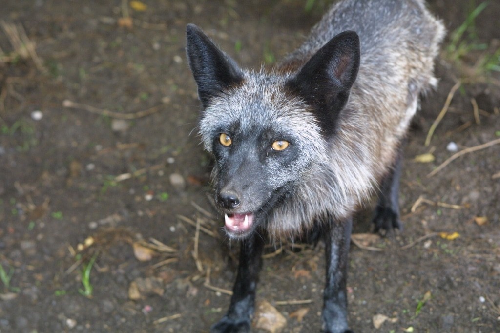 A silver fox