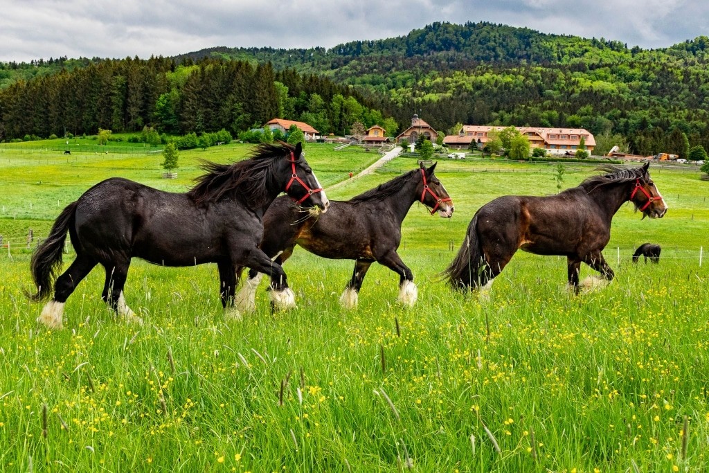 Gut Aiderbichl Henndorf avec des Shire Horses