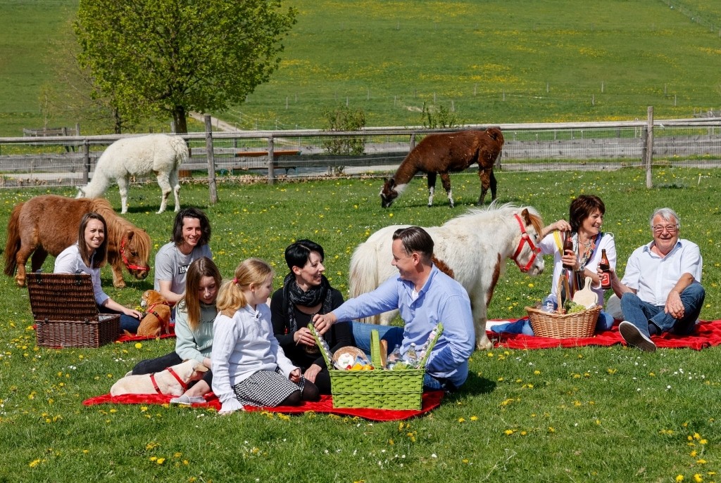Enjoy a picnic among our animals