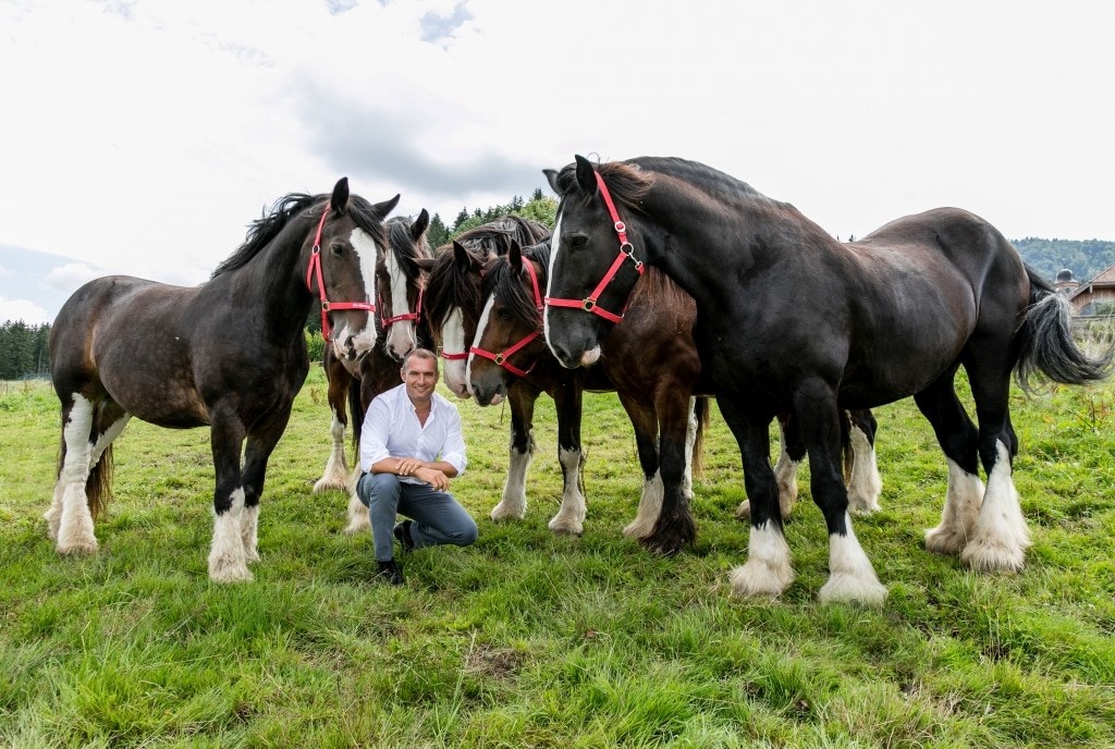 Dieter Ehrengruber mit den Shire Horses
