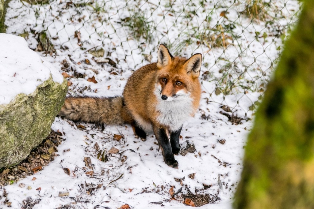 First snow for fox Stella