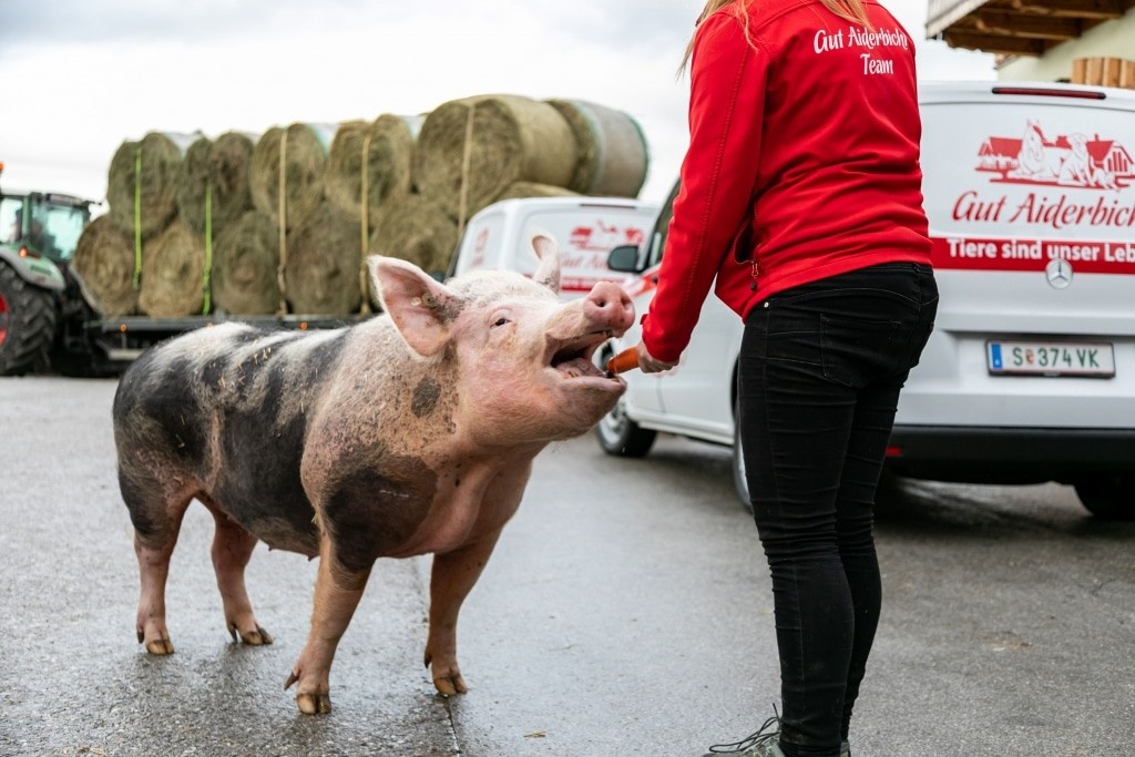 Schwein Bernadette bettelt um Futter