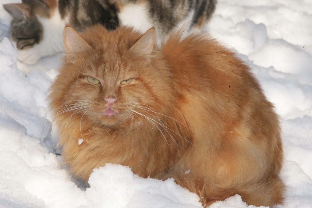 Katze Bärli im Schnee