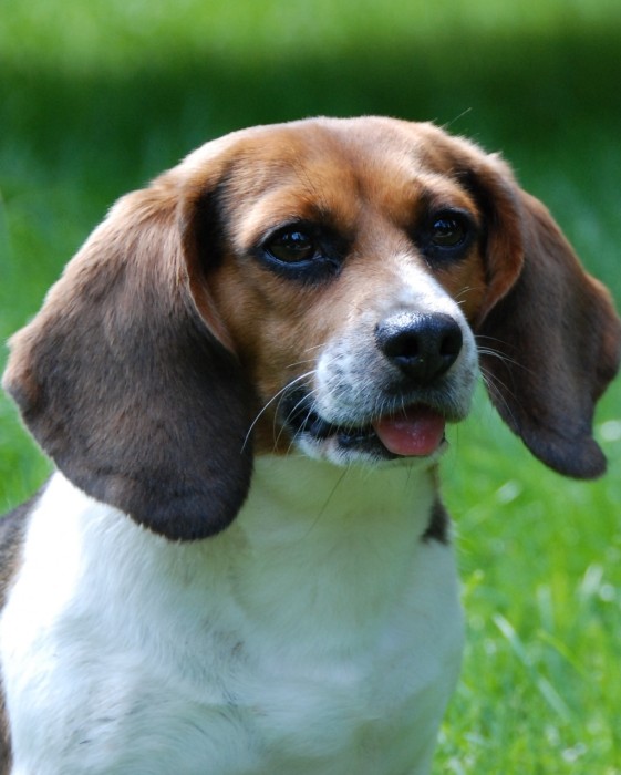 Snoopy: Ein geretteter Labor Beagle
