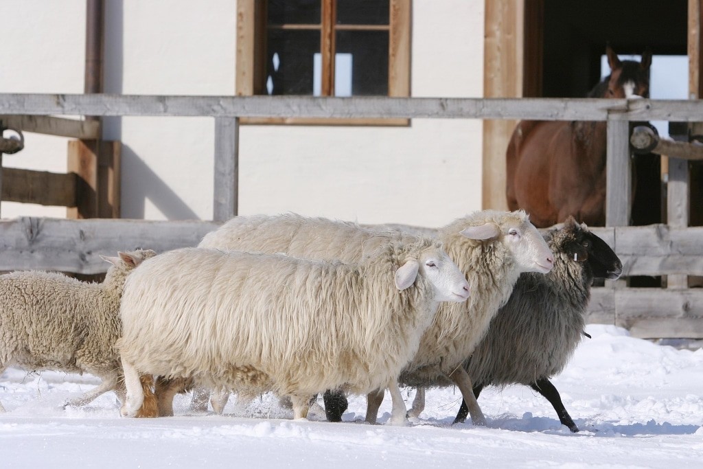 Sheep at Gut Aiderbichl