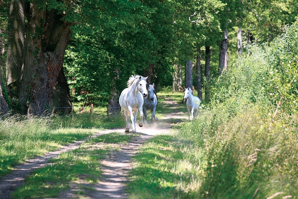 Gut Aiderbichl France - Three Lipizzaner horses under old oak trees