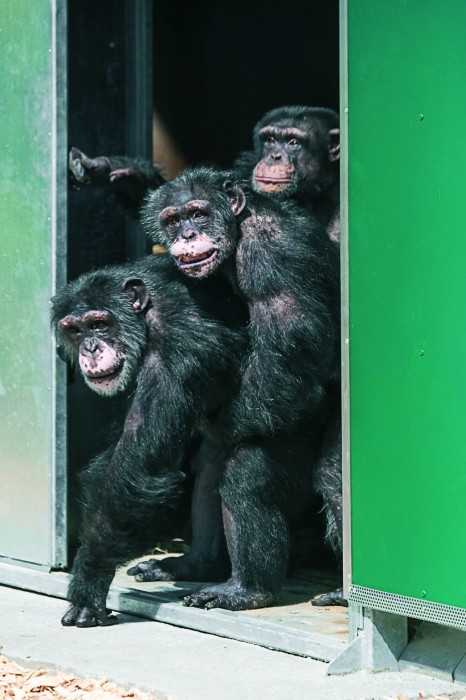 Gut Aiderbichl Affen Refugium - David, Anton und Moritz erblicken das erste Mal Tageslicht