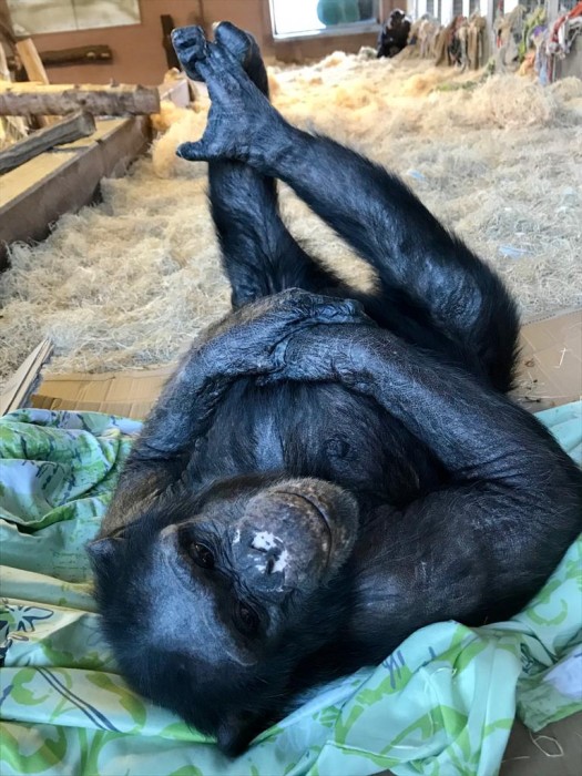 Schimpansin Gabi im Gut Aiderbichl Affenrefugium