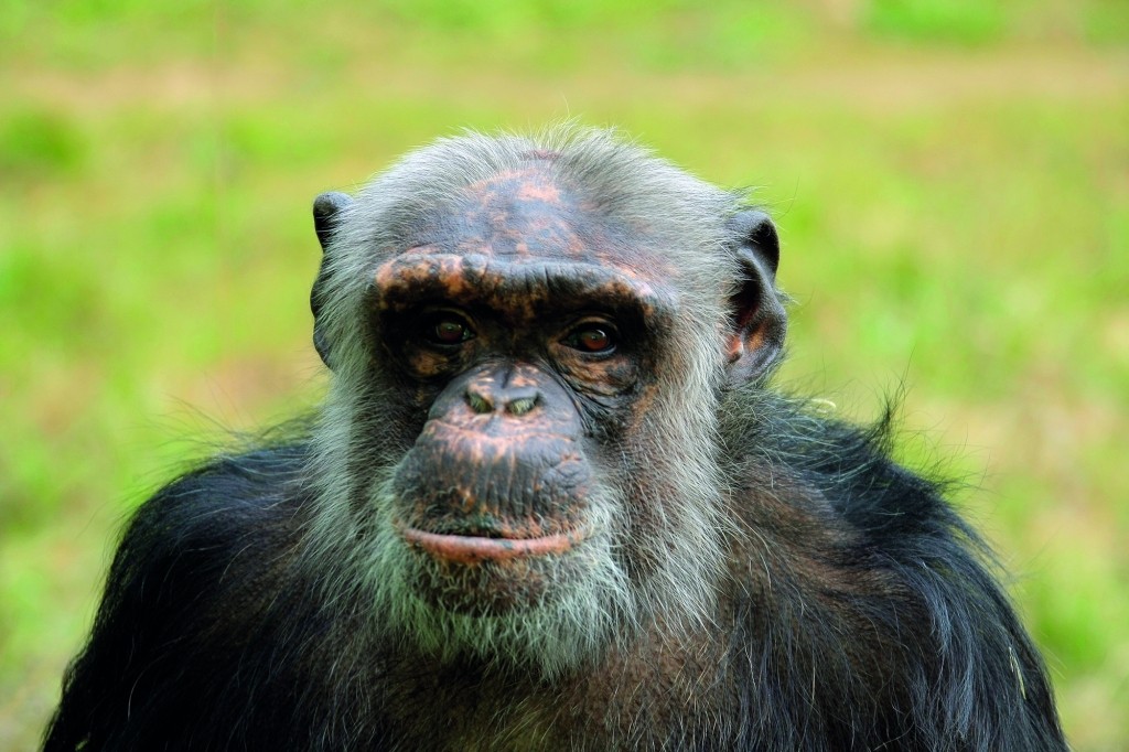 Schimpanse Gogo