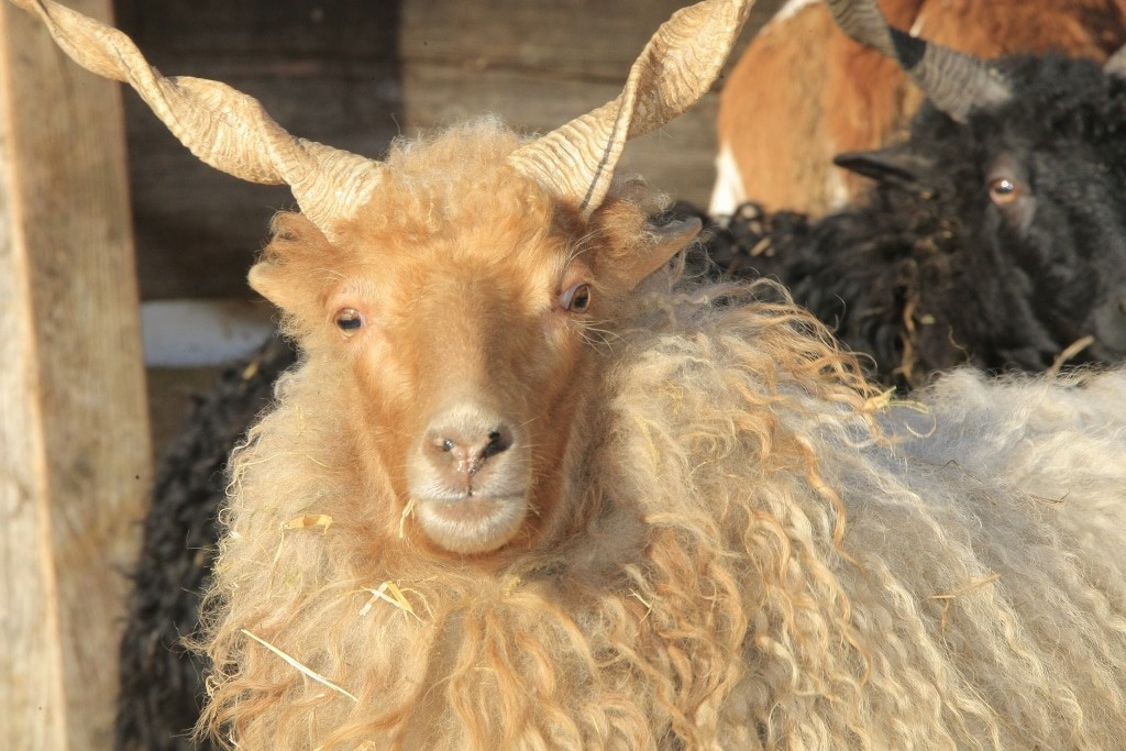 Zackel sheep Doris at Gut Aiderbichl Henndorf