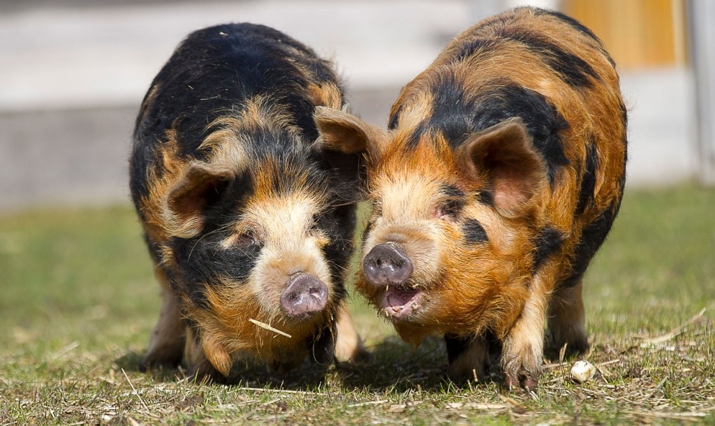 Kune-Kune Pigs Roy and Potter