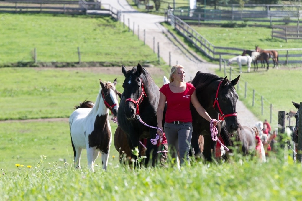 Umzug der Pferde in den Seniorenstall in Henndorf