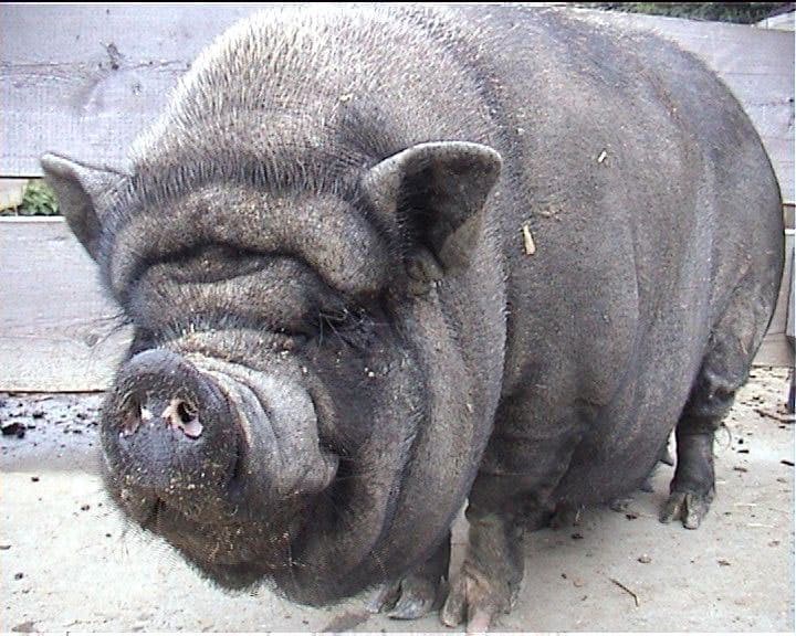 Pot-bellied pig in 2002