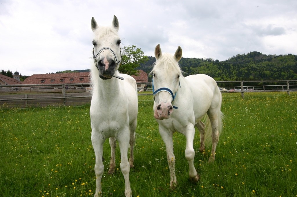 Horses at Gut Aiderbichl Henndorf