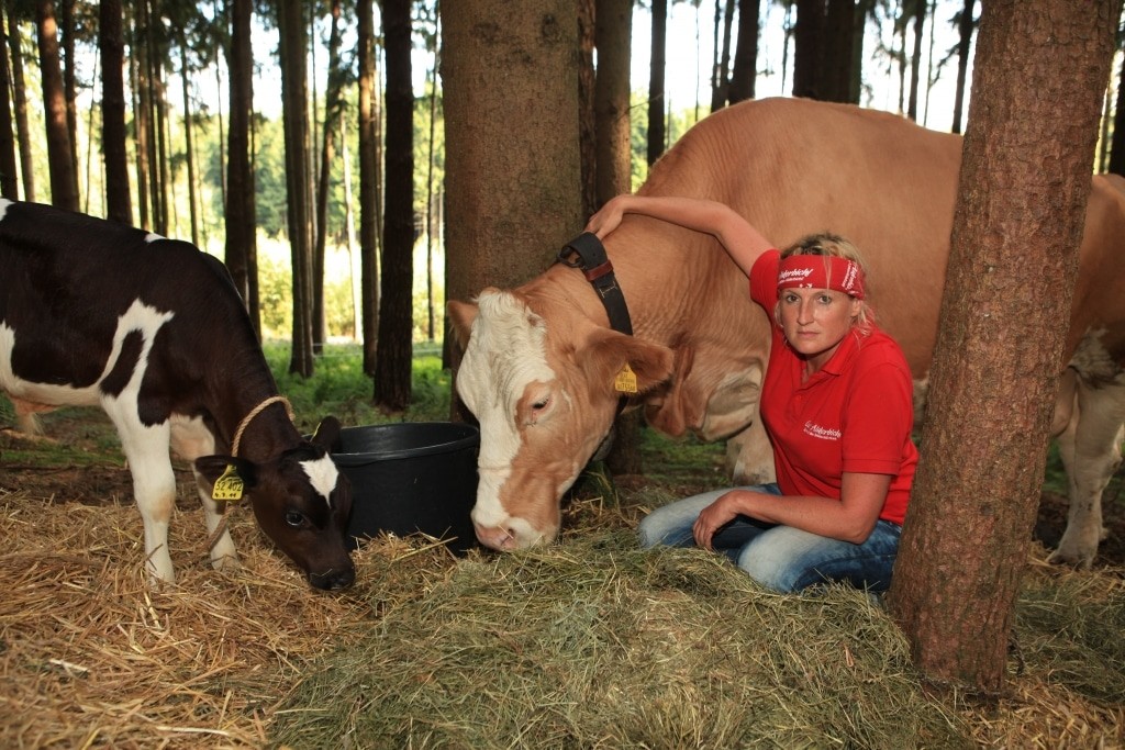 Birgit H. rescuing cow Yvonne