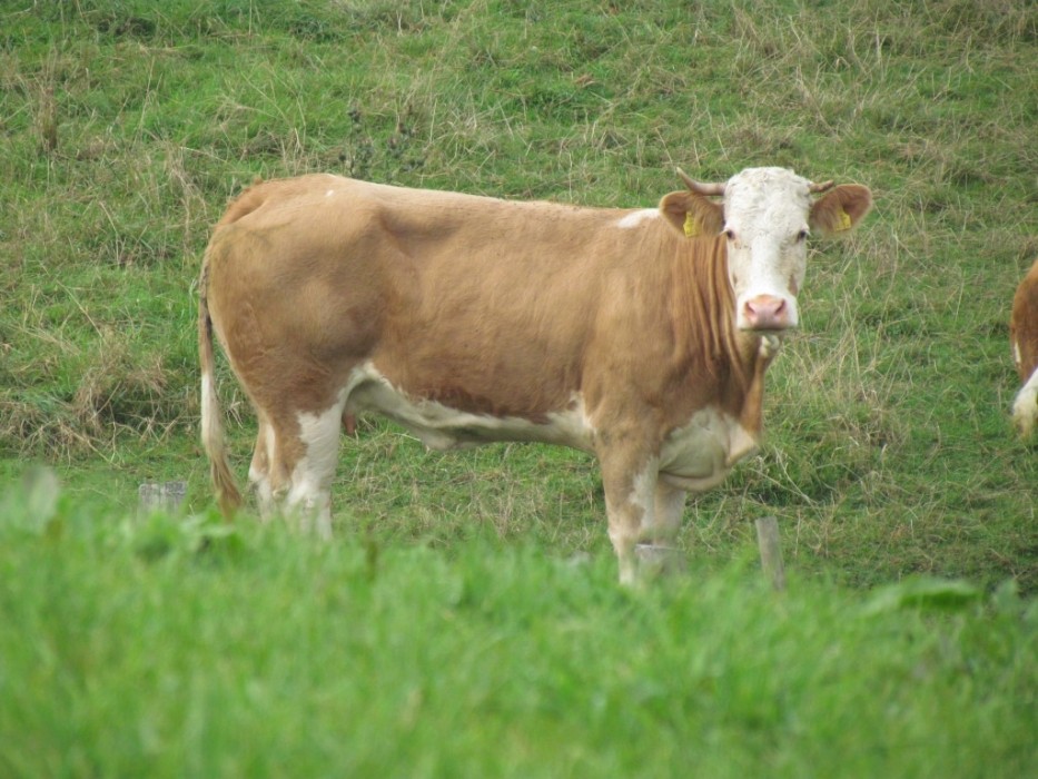 Cow Yvonne