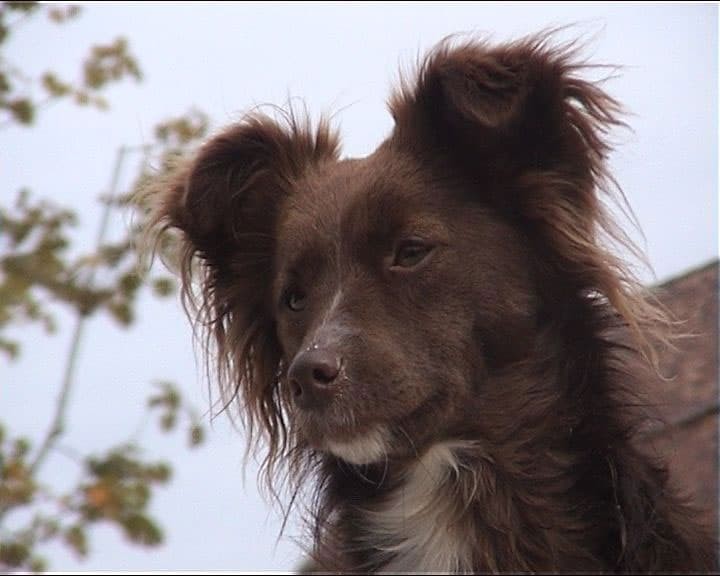 Hundy Lilly im Jahr 2002