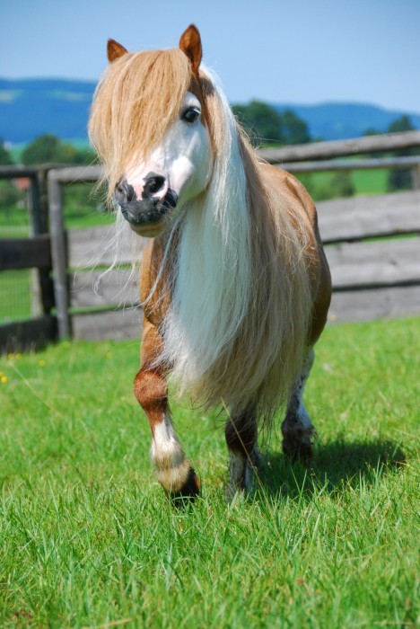 Pony Mini at Gut Aiderbichl Henndorf