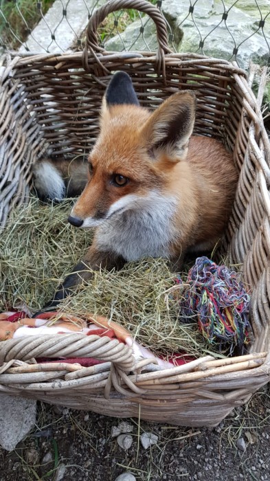 Baby fox Stella in the basket