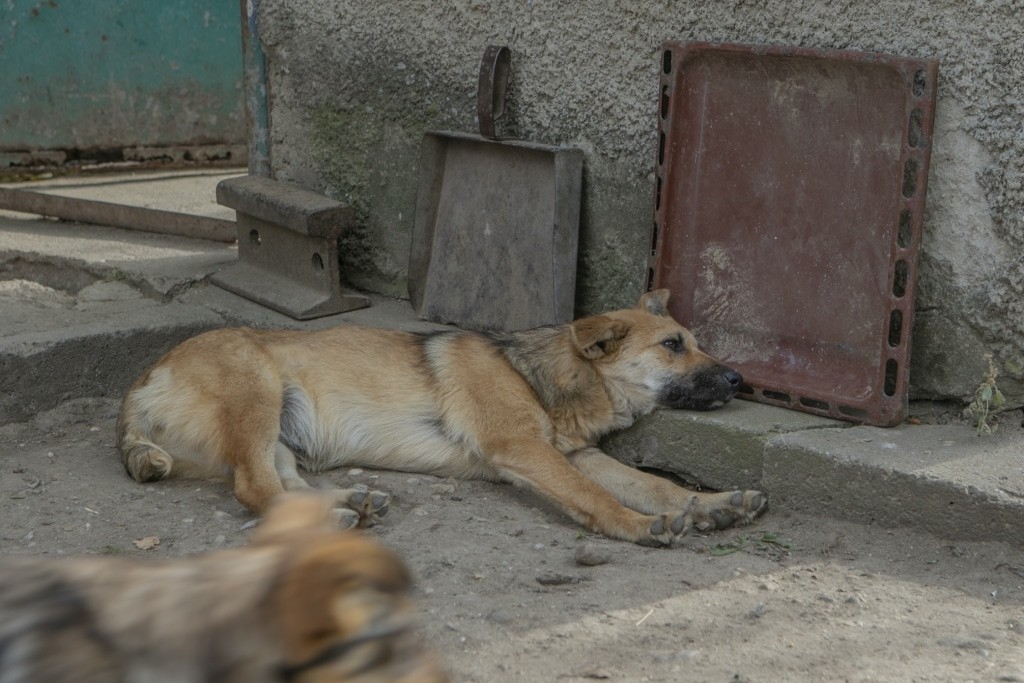 Les chiens errants de Roumanie ont besoin d'aide