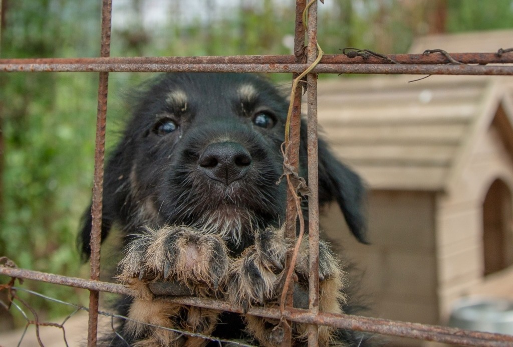 S'il vous plaît, aidez-moi: les animaux errants en Roumanie ont besoin de votre aide