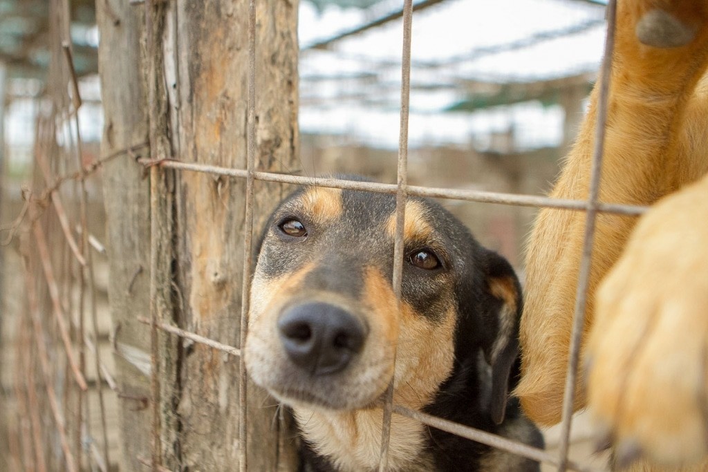 Ein Straßenhund im ehemaligen Shelter von Ioana