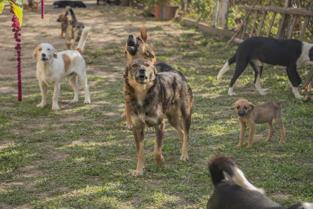 Streunerhunde in Rumänien