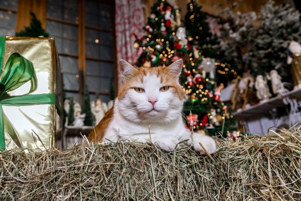 Cat Pauli in front of the Christmas tree