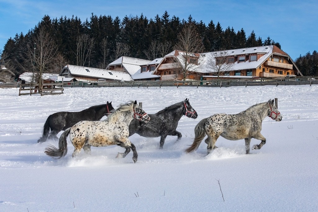 Pferdegruppe im Winter auf Gut Aiderbichl