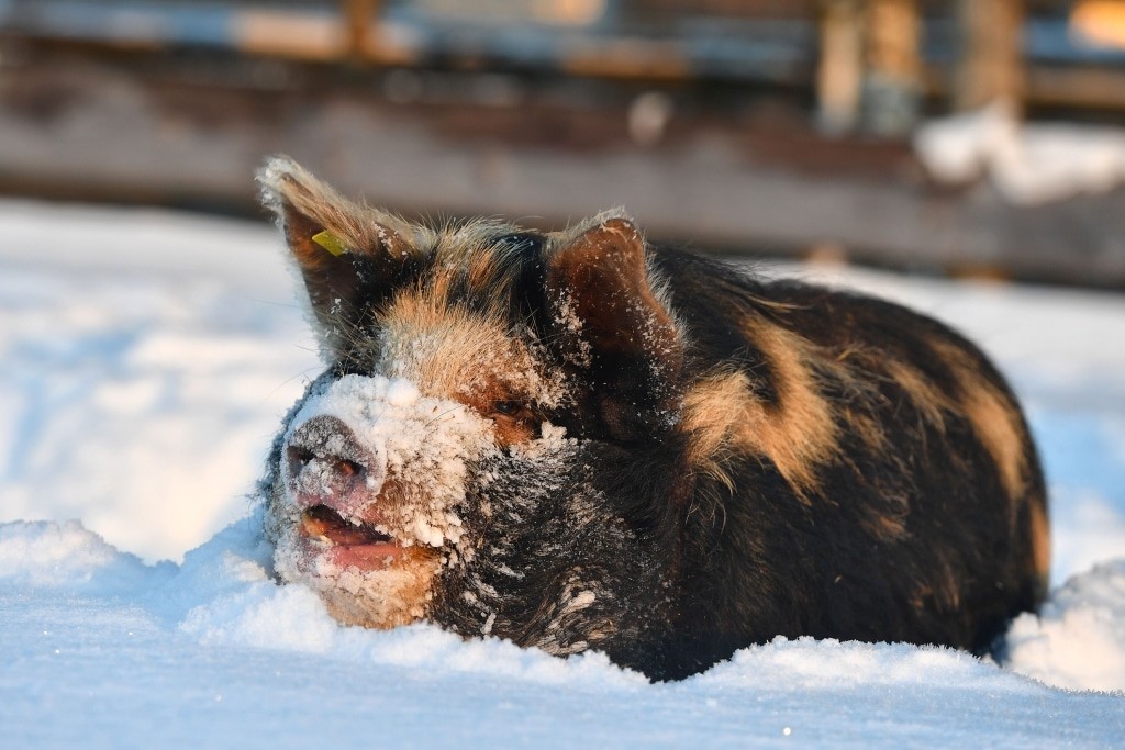 Kune Kune Schwein im Winter