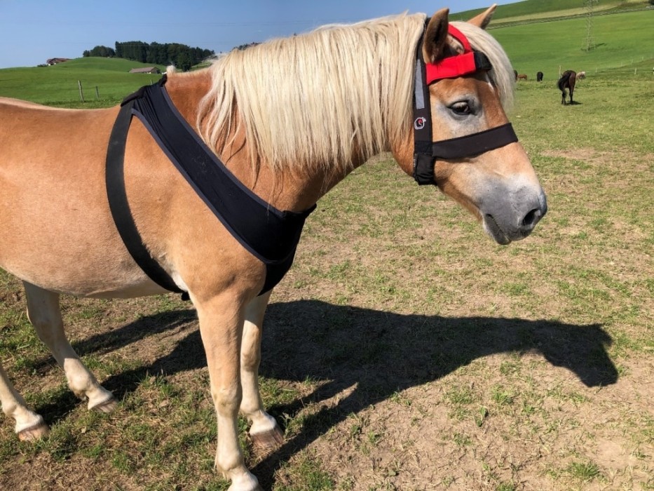 Gut Aiderbichl Pferd mit Sensor-Halfter