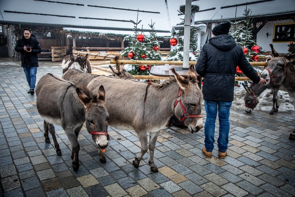 Weihnachtsmarkt auf Gut Aiderbichl Deggendorf