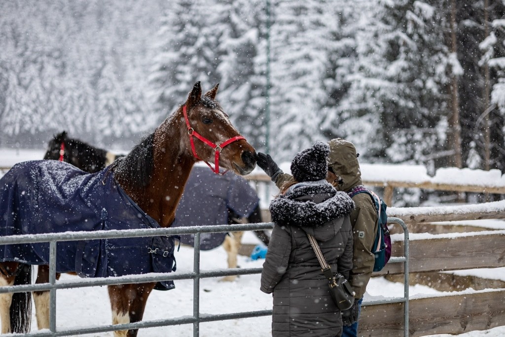 Unsere Pferde sind immer neugierig auf unsere Besucher am Weihnachtsmarkt auf Gut Aiderbichl Henndorf
