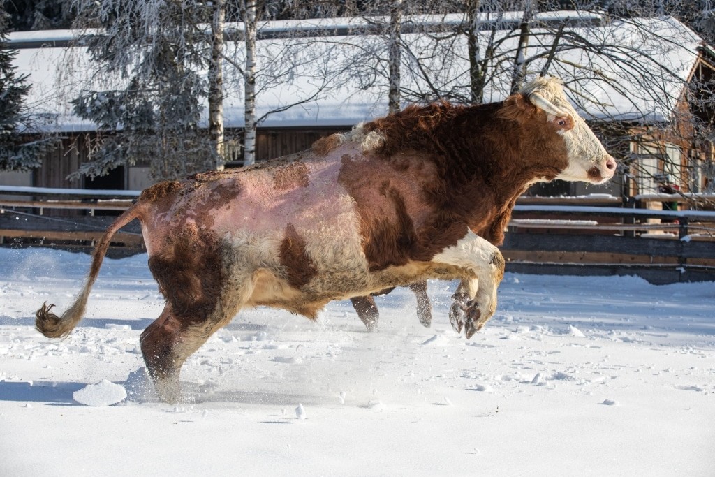 Stefan le taureau a adoré la neige