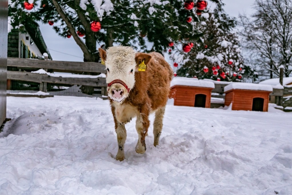2021-01-15 GAD_winter_calves in snow-22_Kathi