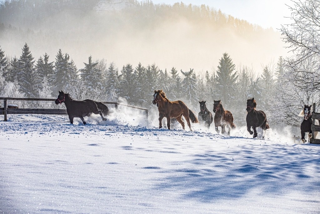 GAH_winter_pasture_horses_group1-9743