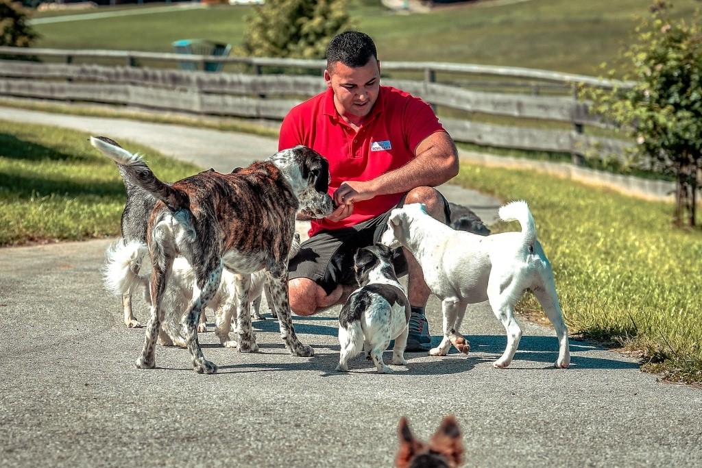 Animal keeper-Daniel-Fratutescu-with-dogs-Bacharito,-Tobi,-Lilly-Edited