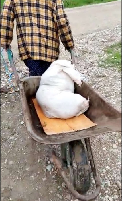 Hundewelpen Rumänien Schubkarre