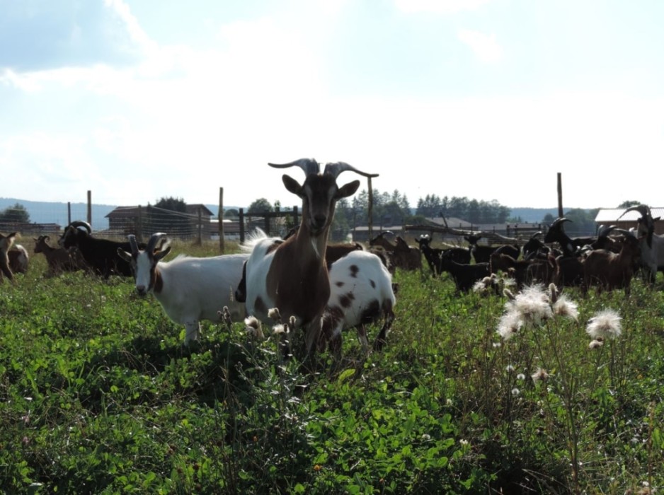 300 Ziegen und Schafe finden ein neues Zuhause_Jetzt kann die Sonne genossen werden