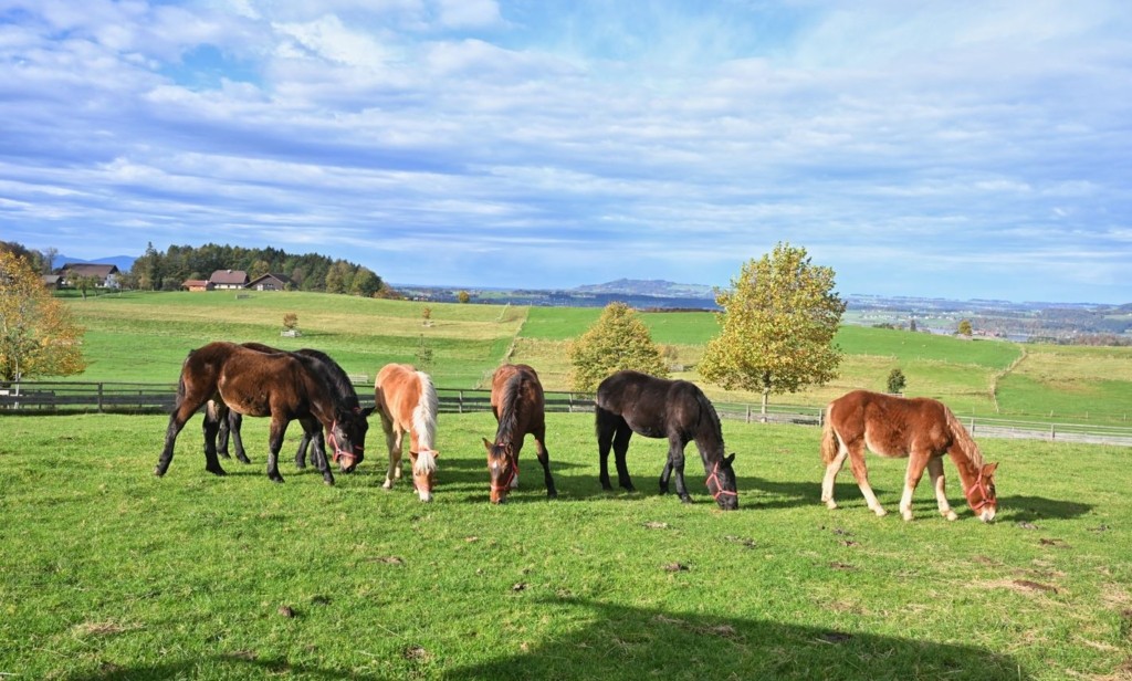 Six new foals at Gut Aiderbichl